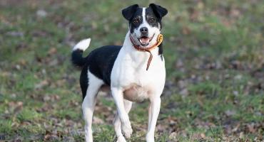 Rollo