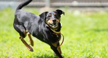 Galgo
