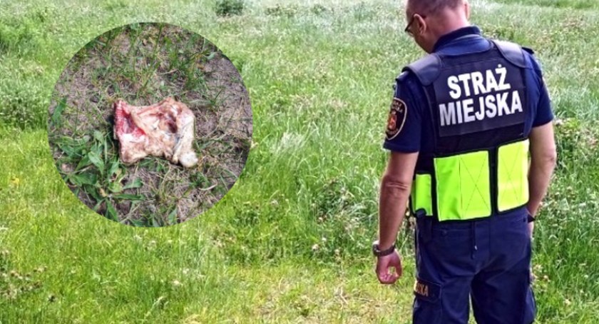 Strażnik miejski