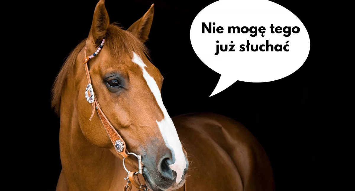 Zwierzęta, Konie Cieniu Głośnych Festiwali - zdjęcie, fotografia