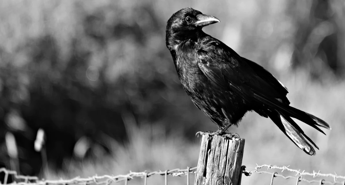Zwierzęta, Znamy przyczynę masowego padania ptaków Warszawie komary przenoszą śmiertelny wirus! - zdjęcie, fotografia