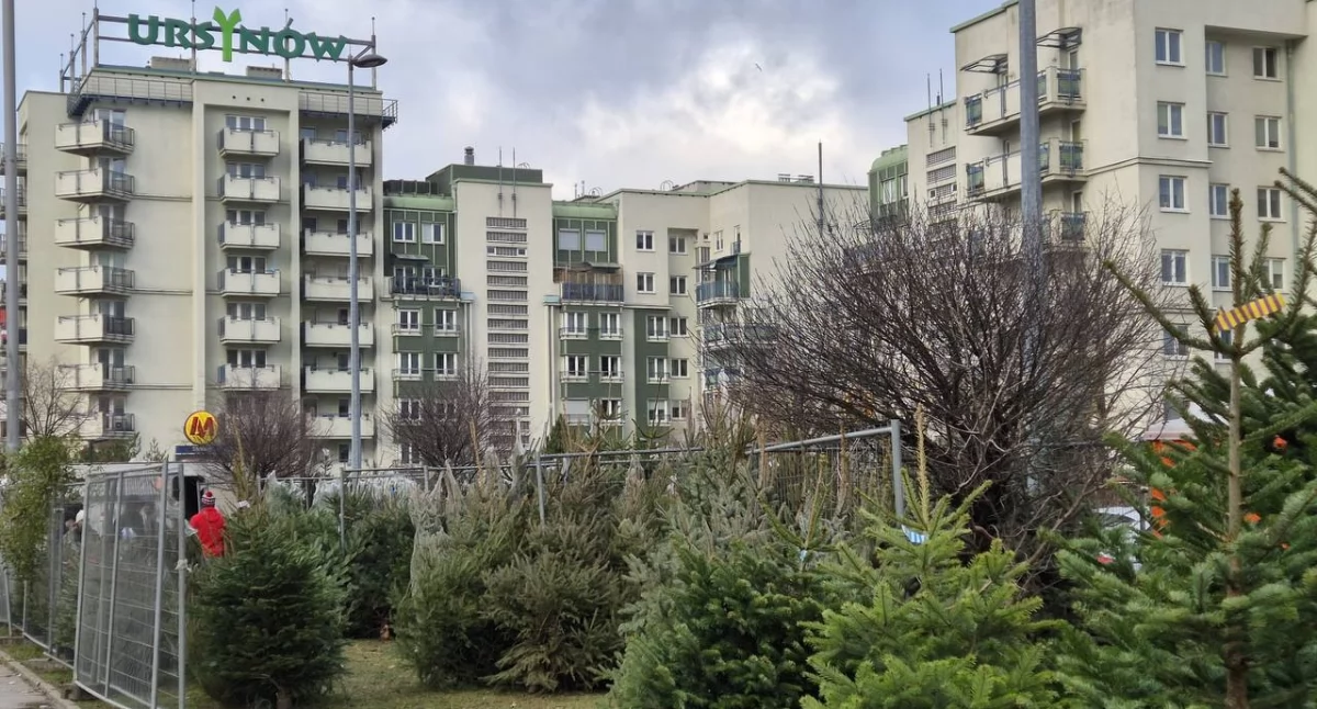 Handel i usługi, kosztują choinki Ursynowie gdzie kupić najlepsze - zdjęcie, fotografia