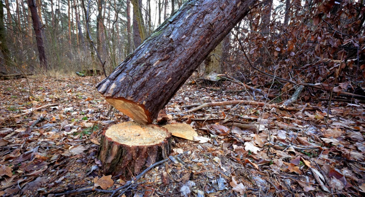 Zieleń, Wycinka drzew Kabatach zapowiedź nowej inwestycji - zdjęcie, fotografia