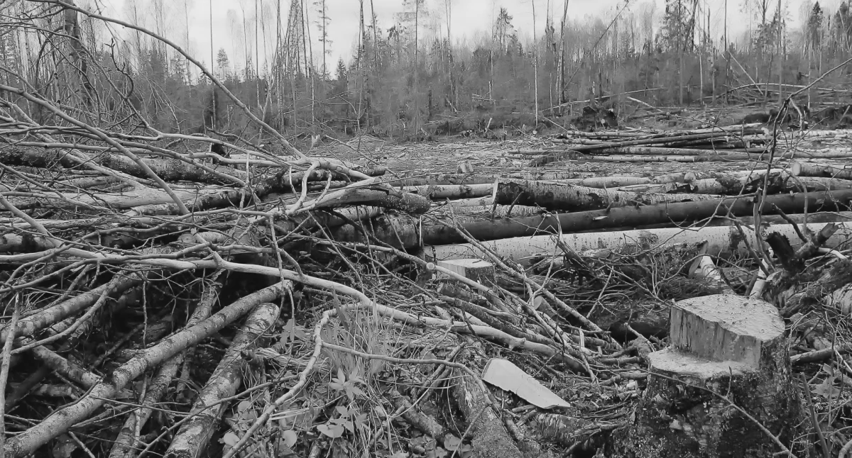Inwestycje, Porządkowanie terenów południu Kabat wywołuje niepokój mieszkańców szykuje inwestycja - zdjęcie, fotografia