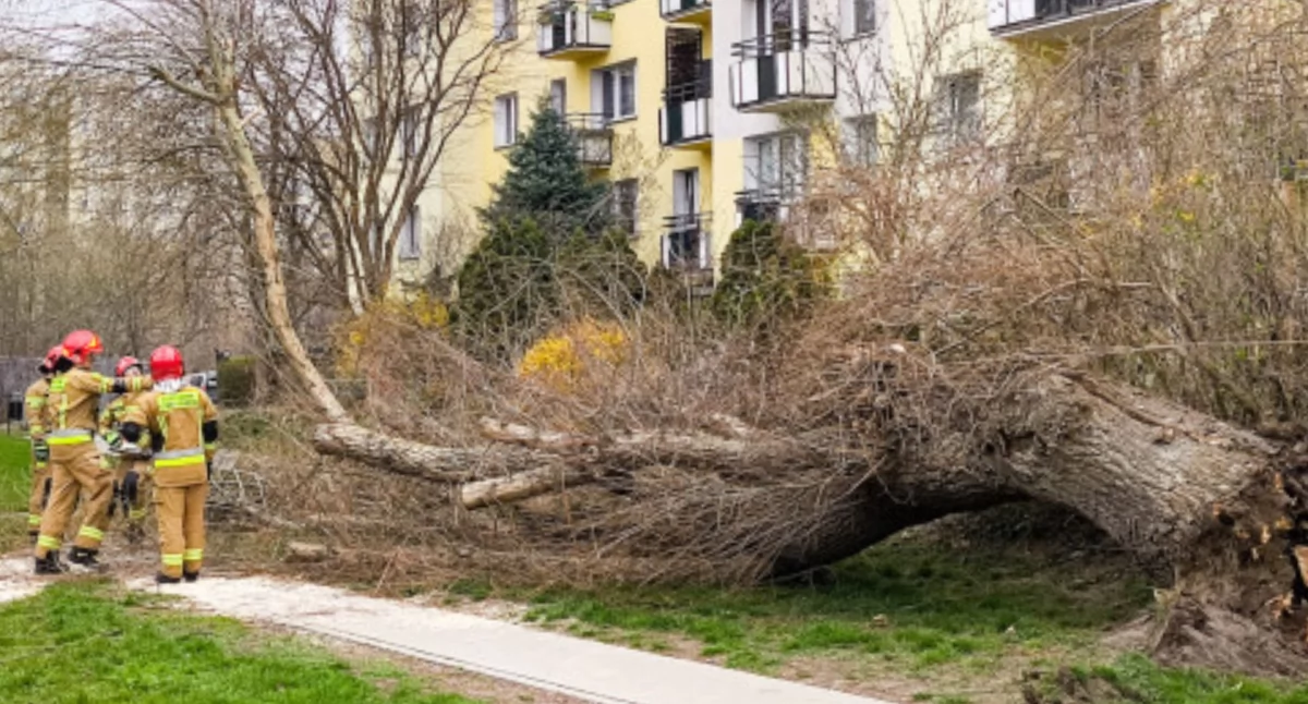 Działania służb, Niewielki tragedii! Wielkie drzewo przewróciło chodnik - zdjęcie, fotografia