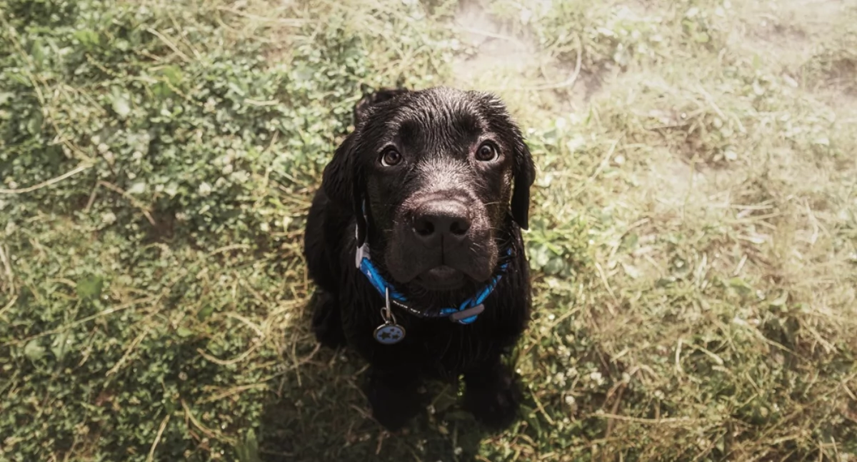 Zwierzęta, Biegunka wymioty postępować zatruciu pokarmowym - zdjęcie, fotografia