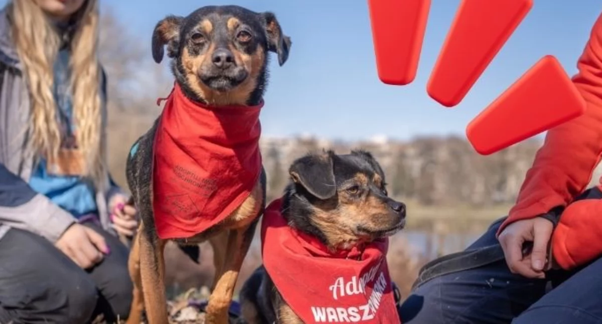 fot. Schronisko na Paluchu