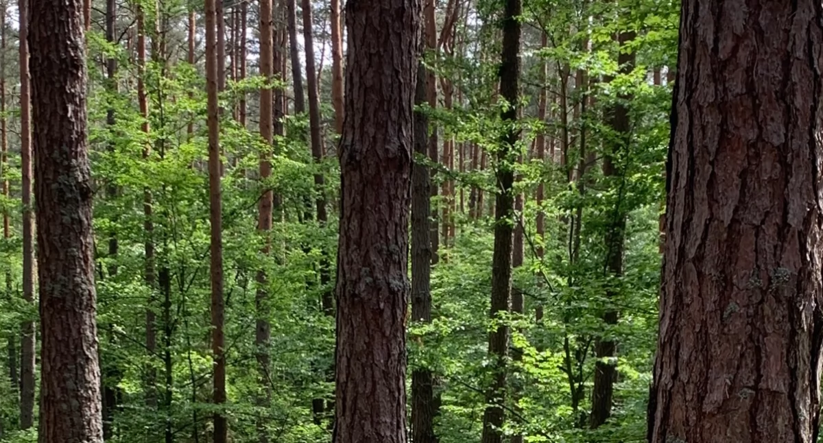 Inwestycje, Samowolne otwarcie placu zabaw Parku Bażantarni Mieszkańcy stracili cierpliwość procedur - zdjęcie, fotografia