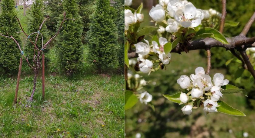 Żeby zieleń była piękna, nie możemy o niej zapominać...