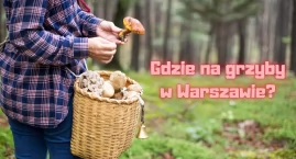 Grzybobranie na Ursynowie - Gdzie na grzyby w okolicach Warszawy i jak uniknąć mandatów?