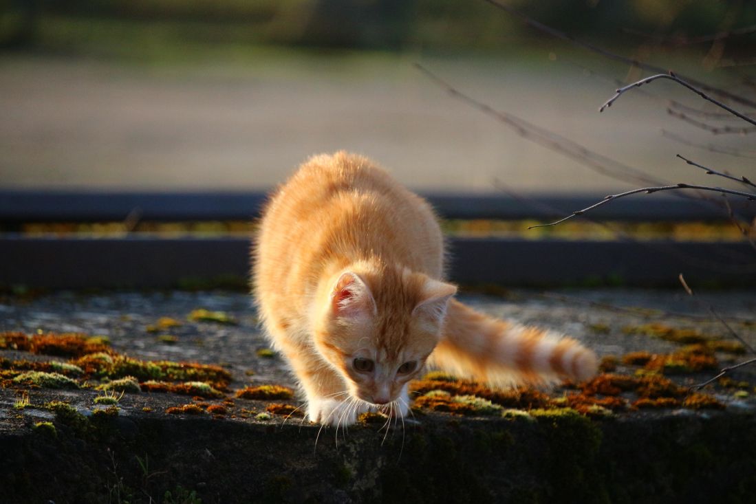 Zdjęcie: Ursynów Warszawa wiadomości Ursynów Dzielnica Warszawy Portal Ursynowa iursynow