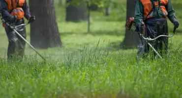 Koszenie trawy w grudniu na Dereniowej – dziwne praktyki, które zaskakują mieszkańców