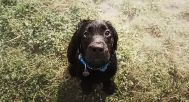 Biegunka i wymioty u psa – jak postępować przy zatruciu pokarmowym?     