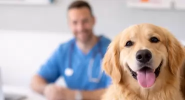 Darmowa kastracja i czipowanie psów oraz kotów na Ursynowie