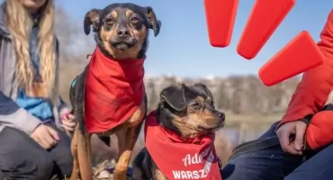 „Adoptuj Warszawiaka” na Ursynowie – psy ze schroniska szukają domów!